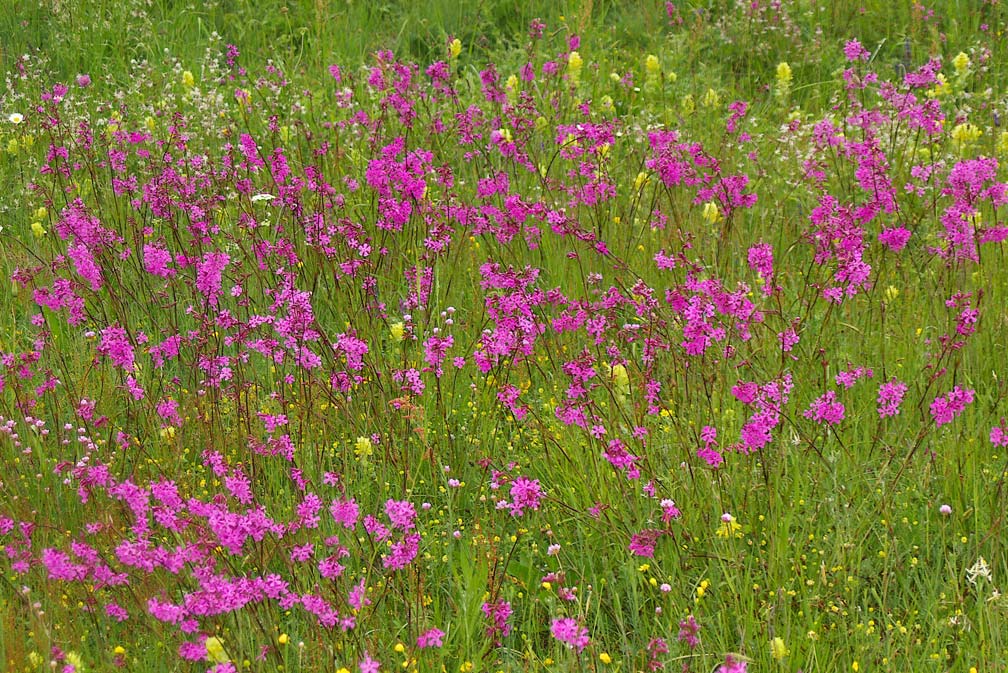 Viscaria vulgaris (=Lychnis viscaria) /Crotonella vischiosa